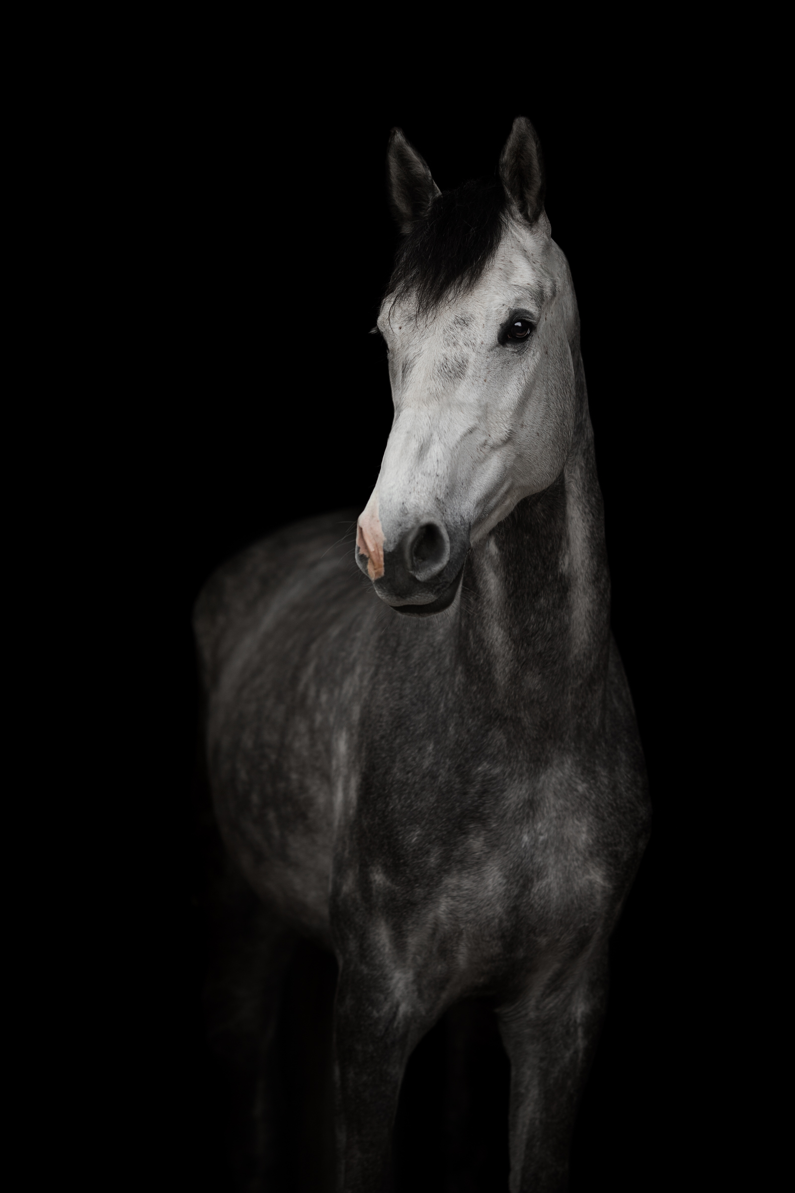 Portrait von Pferd vor schwarzem Hintergrund mit Isiful Pictures in Northeim