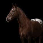 Appaloosa-Pferd mit buntem Po vor schwarzem Hintergrund mit Isiful Pictures Northeim