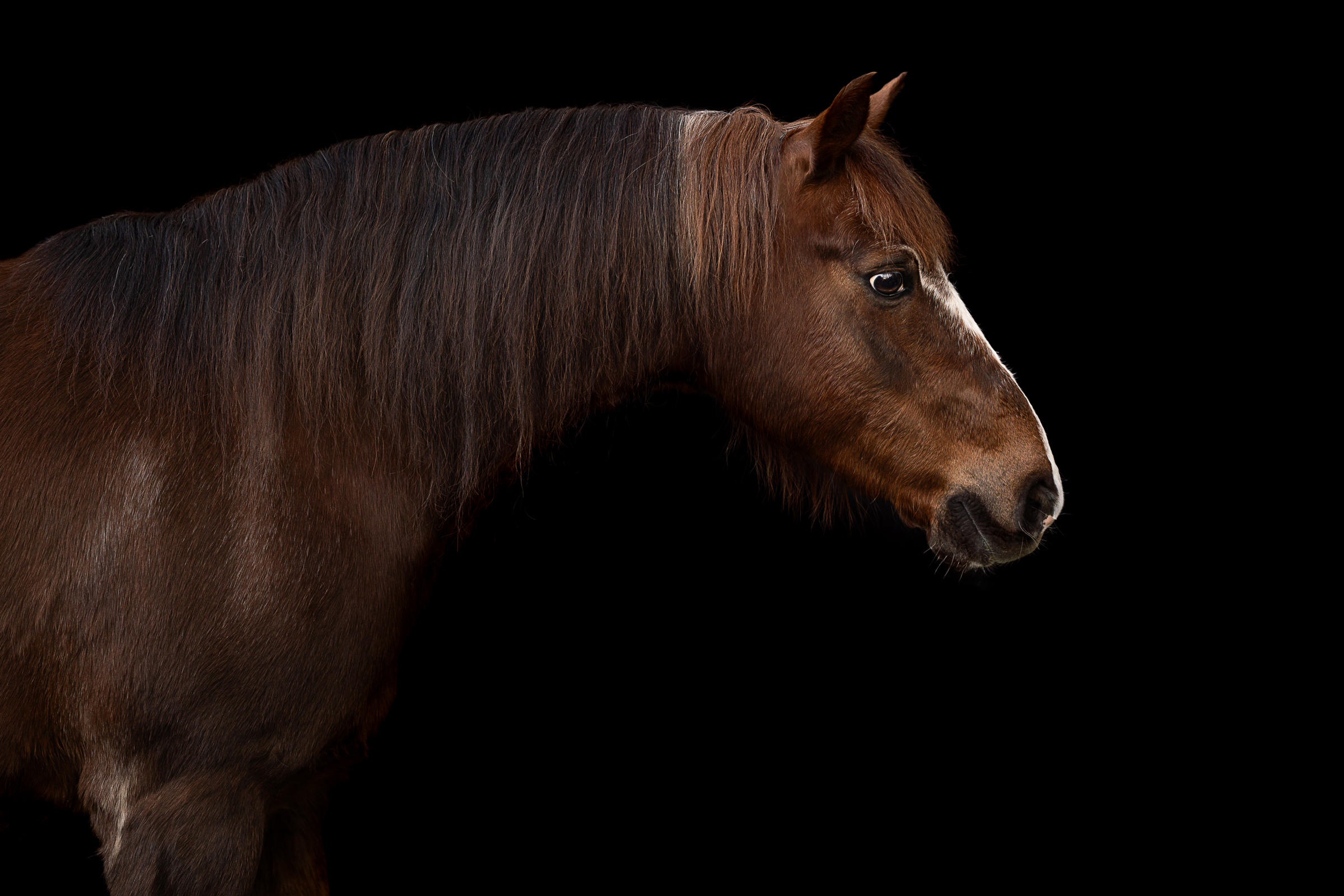 Braunes Pferd mit langem Hals guckt nach rechts mit Isiful Pictures bei Black Wall-Shooting
