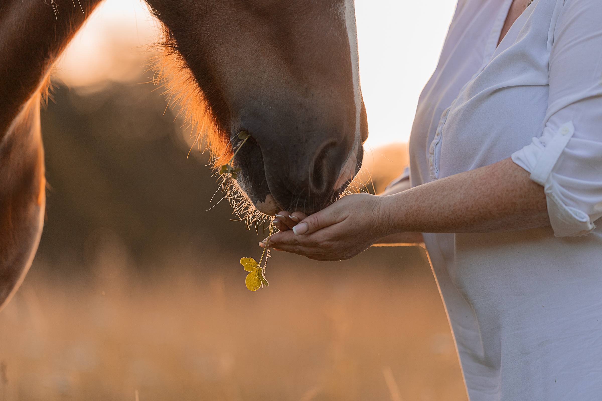 Inniger Moment bei Fotoshooting mit Pferd im Sonnenuntergang mit Isiful Pictures