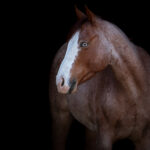 Red roan Pferd bei Fotoshooting mit schwarzem Hintergrund mit Isiful Pictures in Northeim