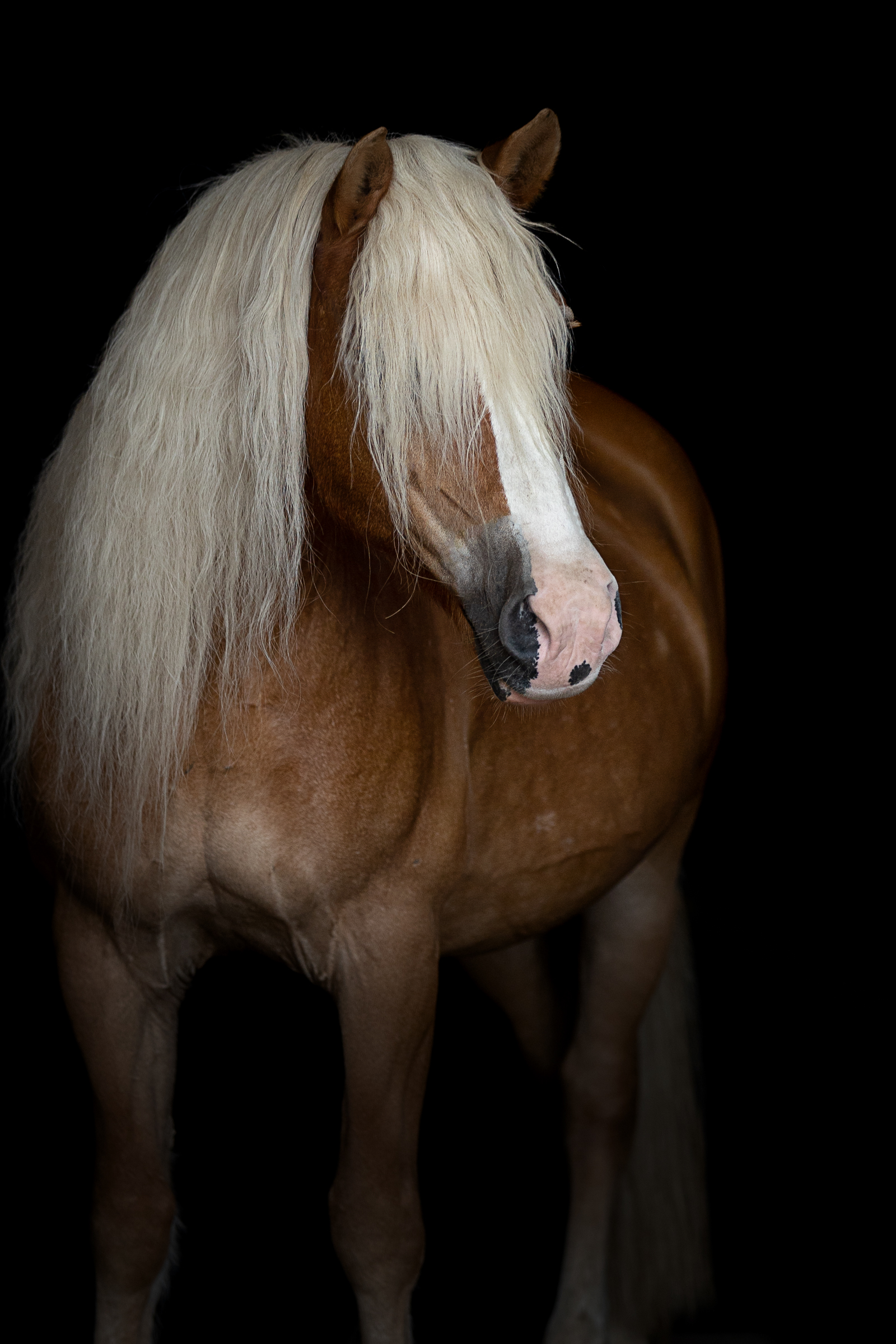 Haflinger mit langer Mähne vor schwarzem Hintergrund mit Isiful Pictures in Northeim